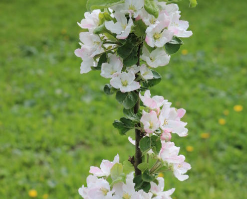 õunapuu Arkna mõisa tarbeaias