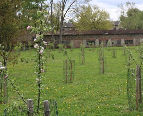 Arkna Mõisapargi tarbeaed, kõik on ohustatud sordid