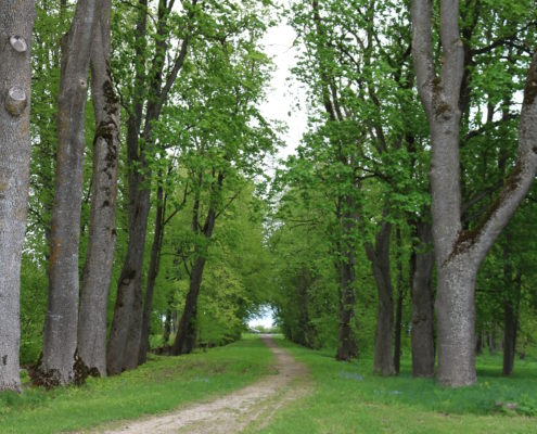 Arkna Pargi allee, mis toob maanteelt Peahoone ette